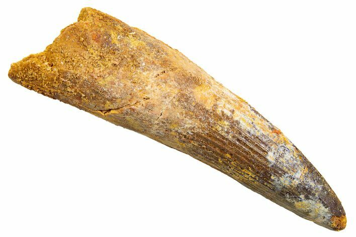 Fossil Spinosaurus Tooth - Real Dinosaur Tooth #330025